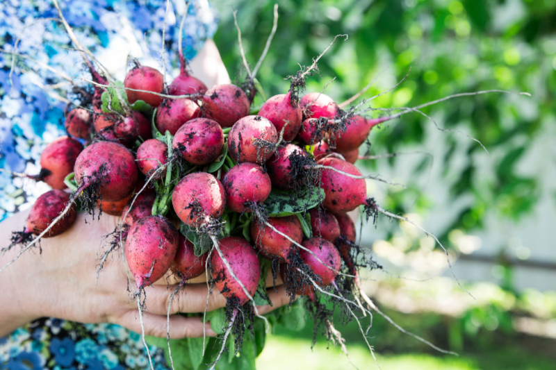 Is it OK to Eat Beets Everyday?