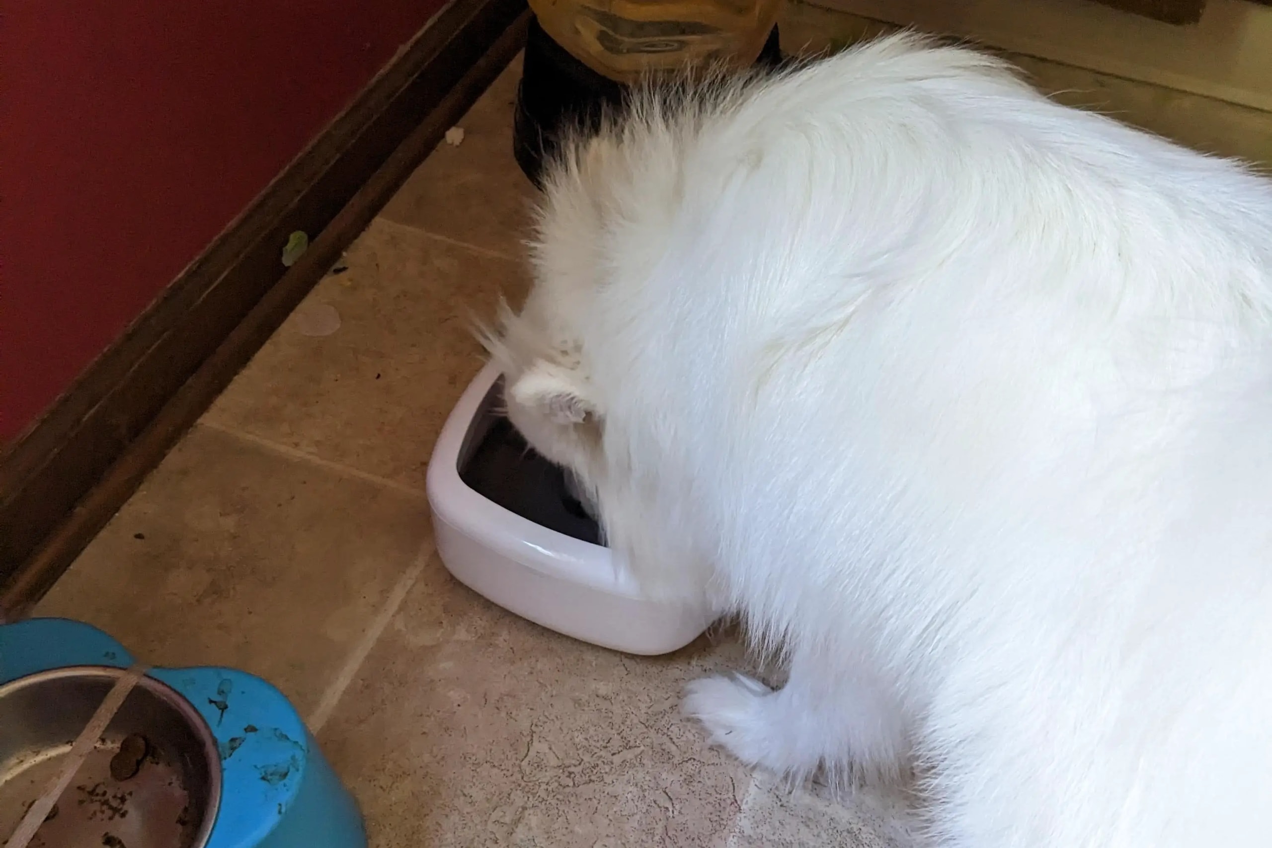 Floating Disk & Slow Drink Dog Water Bowl Review: A Dog-Favorite and Toddler-Proof
